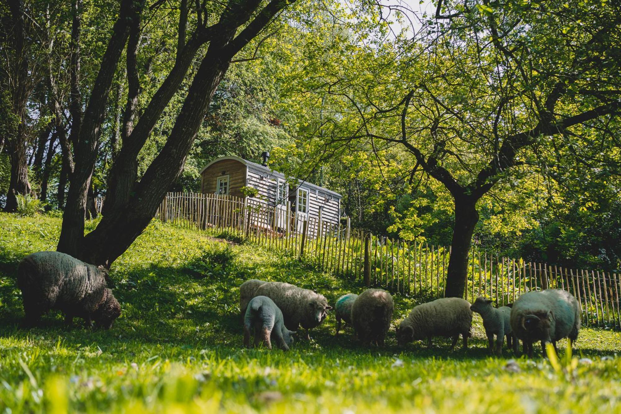 Somerset Shepherds Huts Winsham Exterior foto